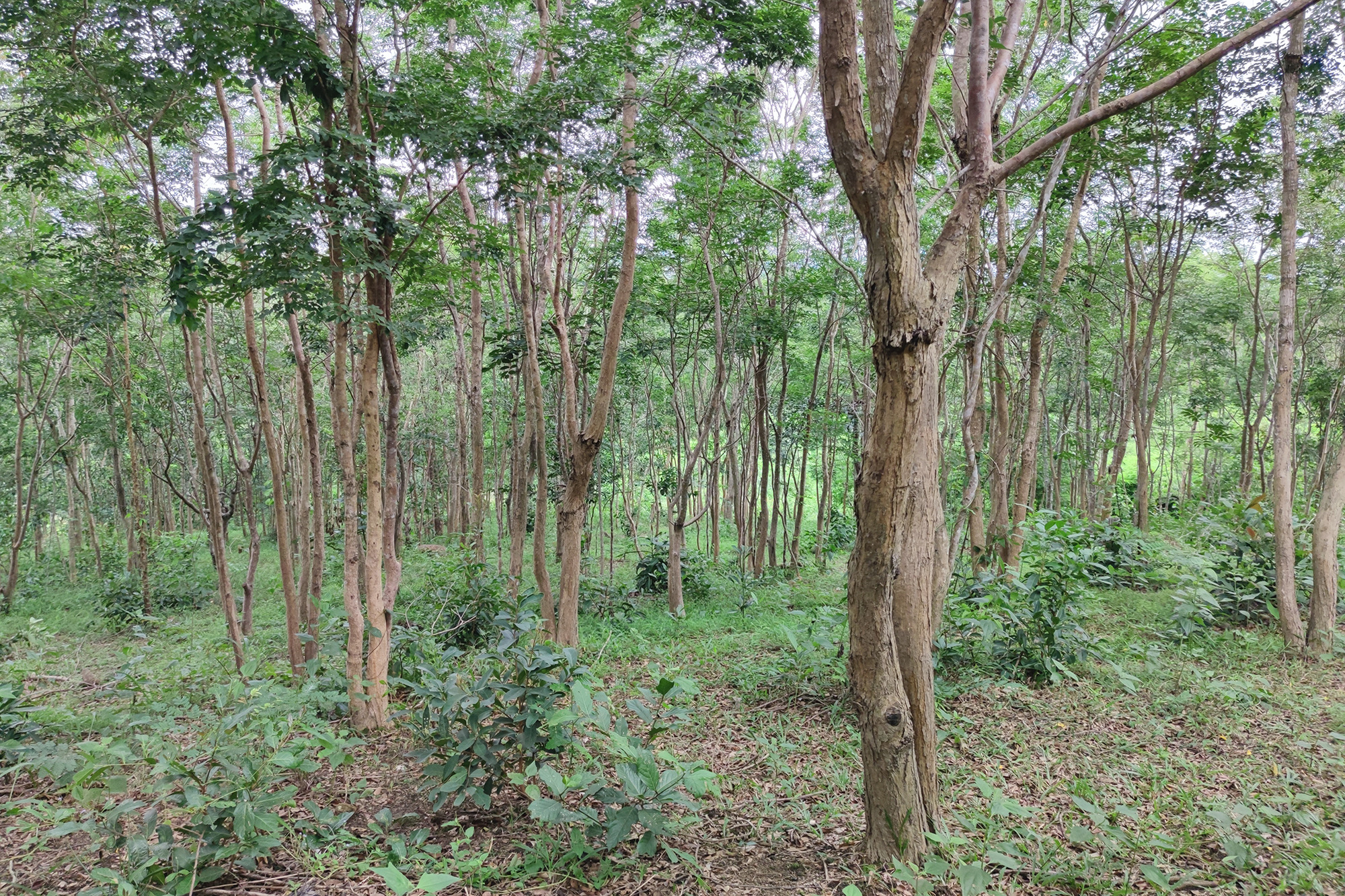 Gia Lai: Ngôi làng Ba Na sở hữu gia tài tiền tỷ nhờ trồng cây gỗ quý - Ảnh 4.