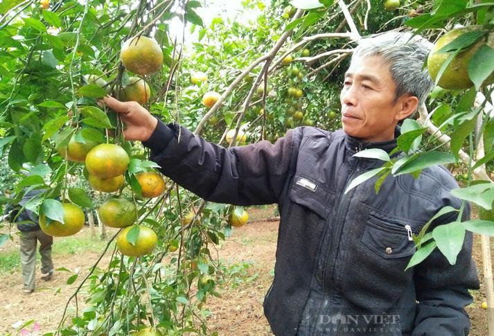 Nghệ An: Hỗ trợ nông dân đưa sản phẩm nông nghiệp lên sàn thương mại điện tử   - Ảnh 3.