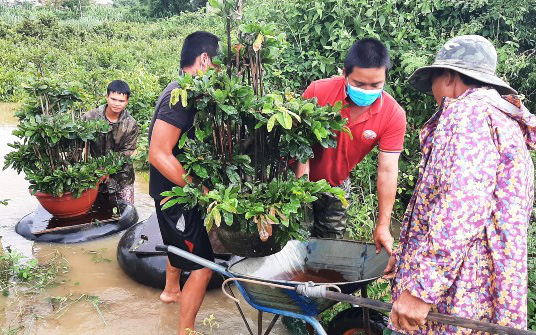 Bình Định: Trồng mai vàng bán tết, nông dân hò nhau hối hả đưa cây đi chạy lũ