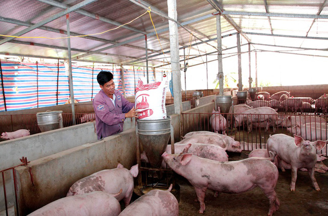 Hôm nay giá thịt lợn hơi tăng cao trở lại, giá lợn xuất chuồng ở tỉnh Vĩnh Phúc mức cao nhất là 52.000 đồng/kg - Ảnh 1.