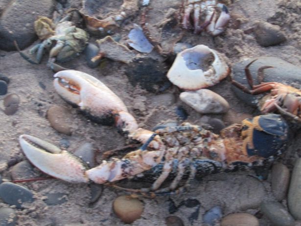 Kinh hoàng cảnh tượng hàng nghìn sinh vật chết trôi, dạt vào bãi biển ở Anh - Ảnh 2.