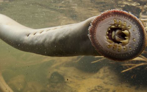 Bất ngờ với loài "cá ma cà rồng" sở hữu hàm răng nhọn hoắt, lởm chởm