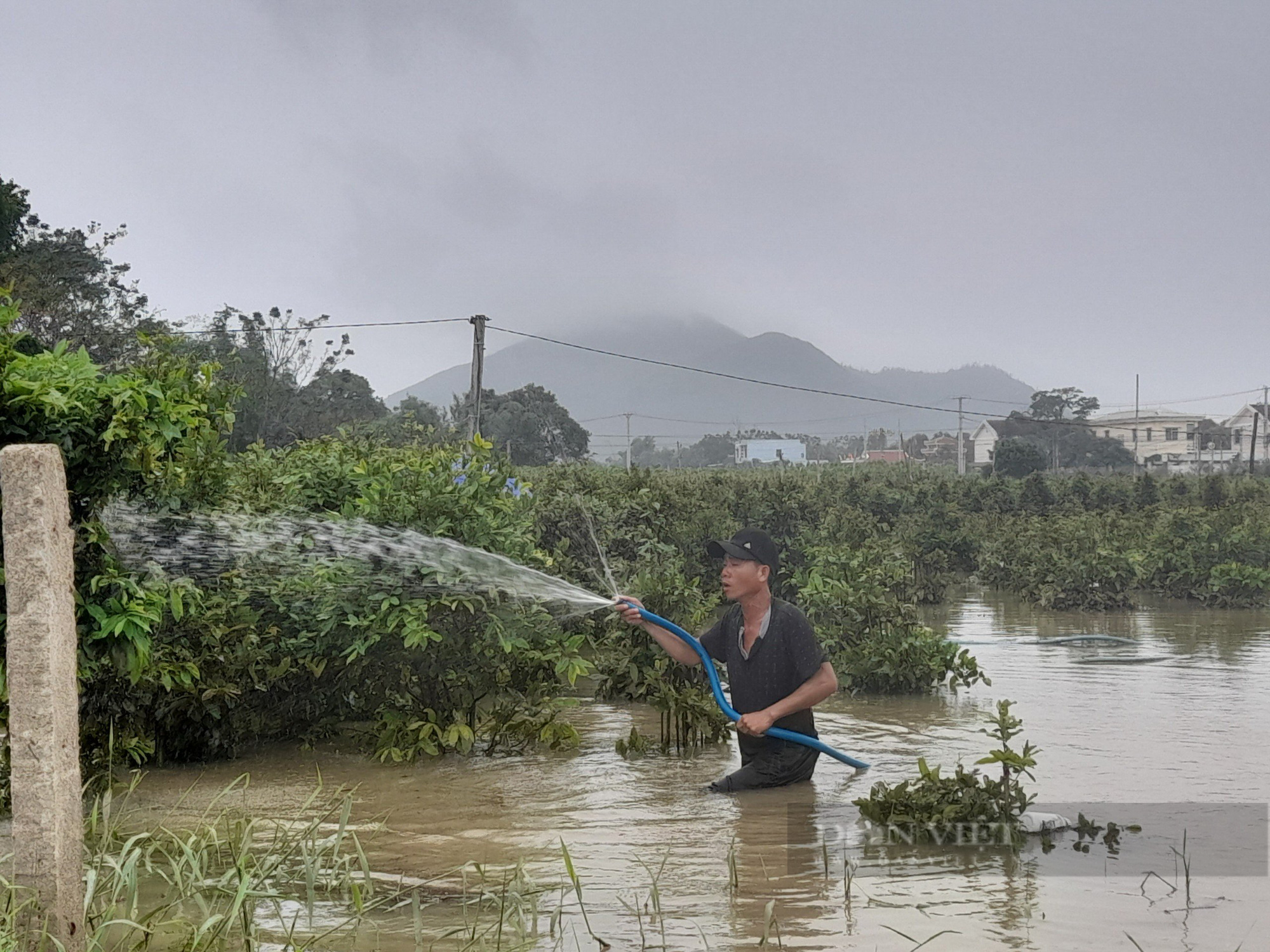 “Thủ phủ” mai vàng miền Trung ngập trong biển nước, người trồng mai Tết lo sốt vó - Ảnh 1.