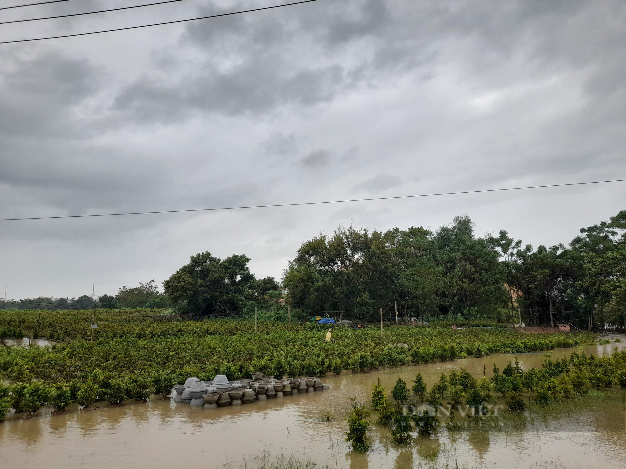 “Thủ phủ” mai vàng miền Trung ngập trong biển nước, người trồng mai Tết lo sốt vó - Ảnh 2.