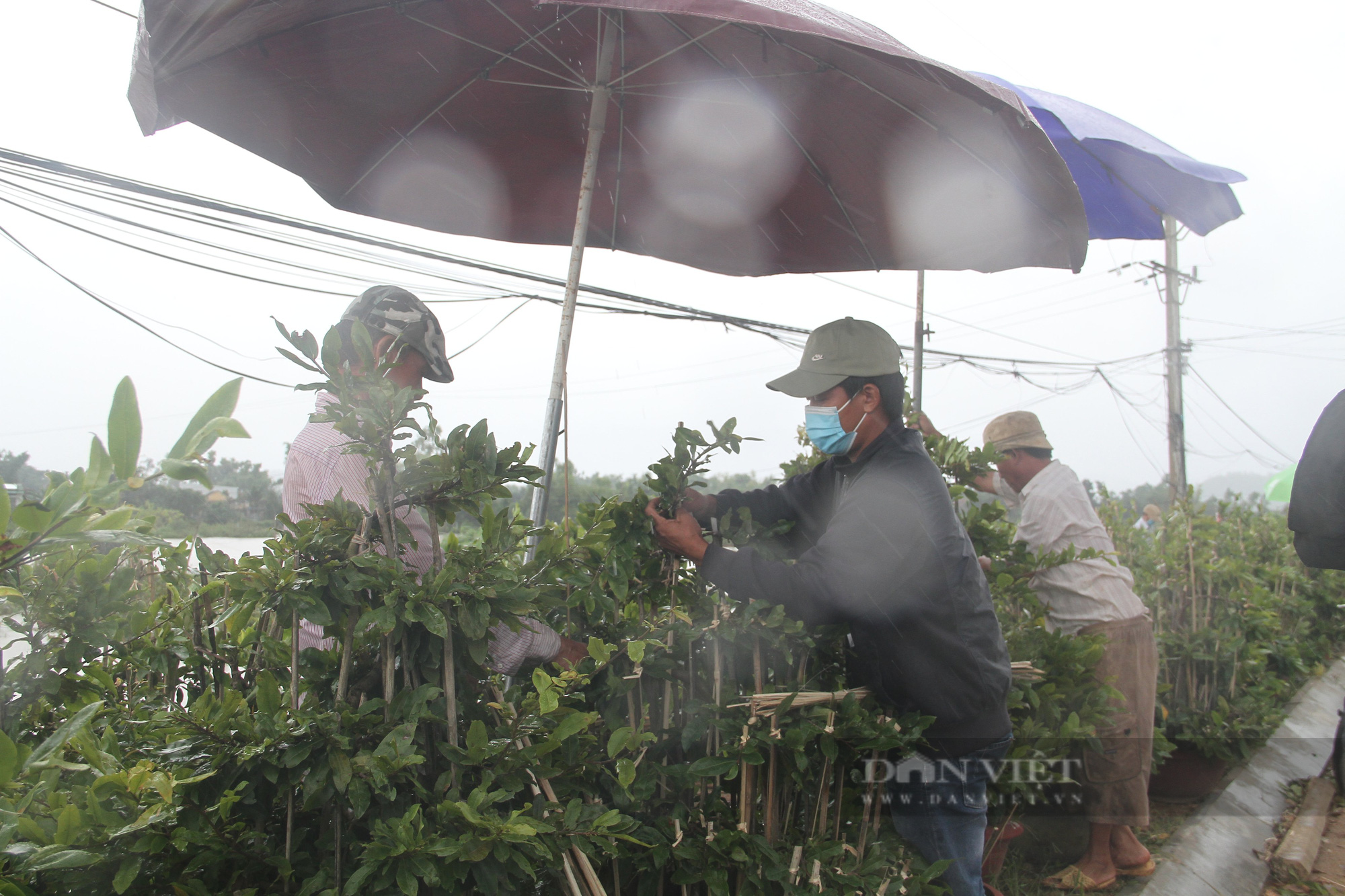 “Thủ phủ” mai vàng miền Trung ngập trong biển nước, người trồng mai Tết lo sốt vó - Ảnh 8.