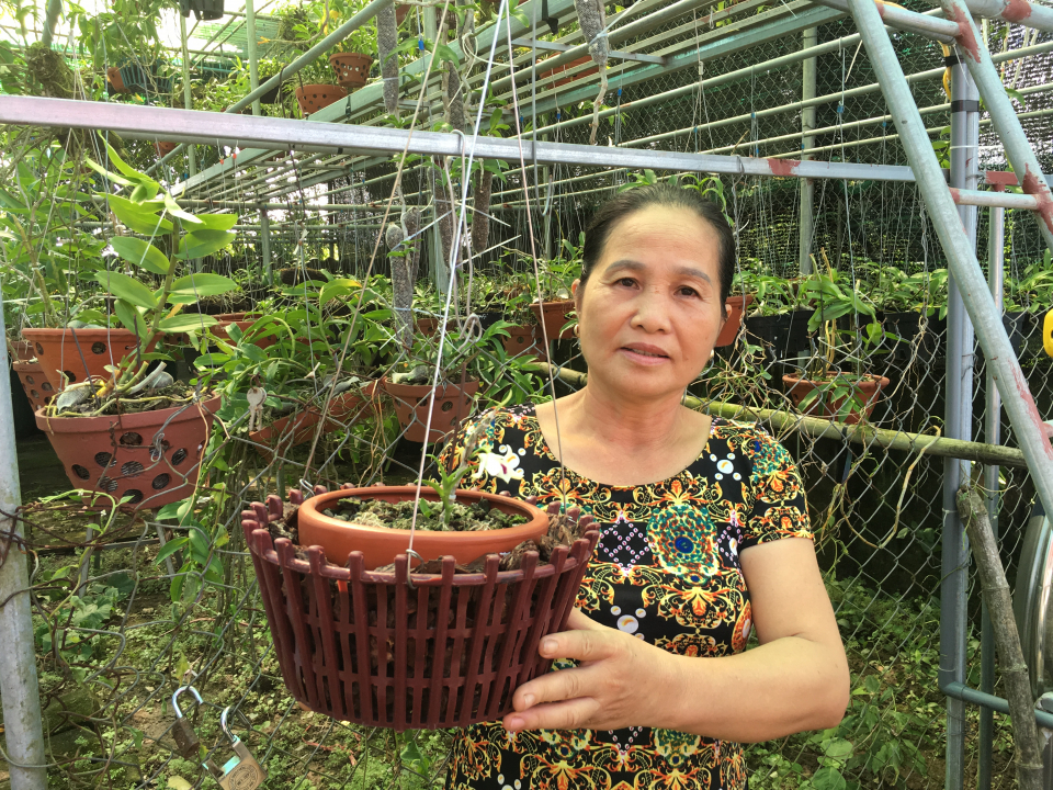 Thái Bình: Bà nông dân trồng hoa lan rừng mà thành tỷ phú, có giò hoa lan quý hiếm giá 200 triệu - Ảnh 2.