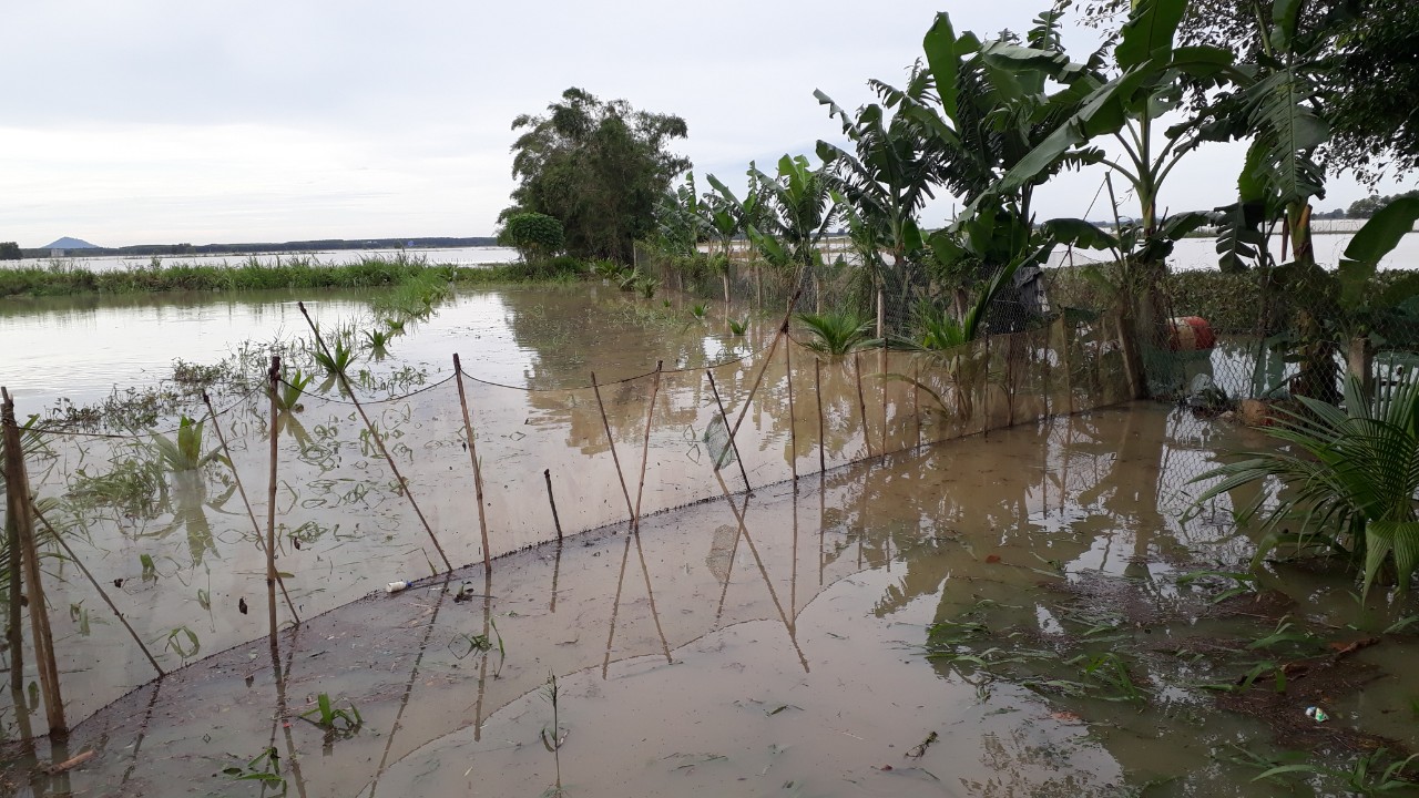 Bình Thuận: Mưa lớn gặp lúc hồ xả lũ hàng nghìn ha đất nông nghiệp bị ngập, thiệt hại hơn 15 tỷ đồng - Ảnh 4.