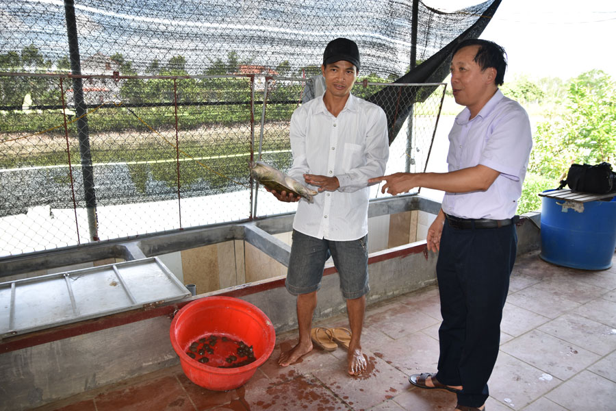 Bắc Ninh: Trai làng xây được nhà, mua được 2 mẫu đất nhờ nuôi ba ba