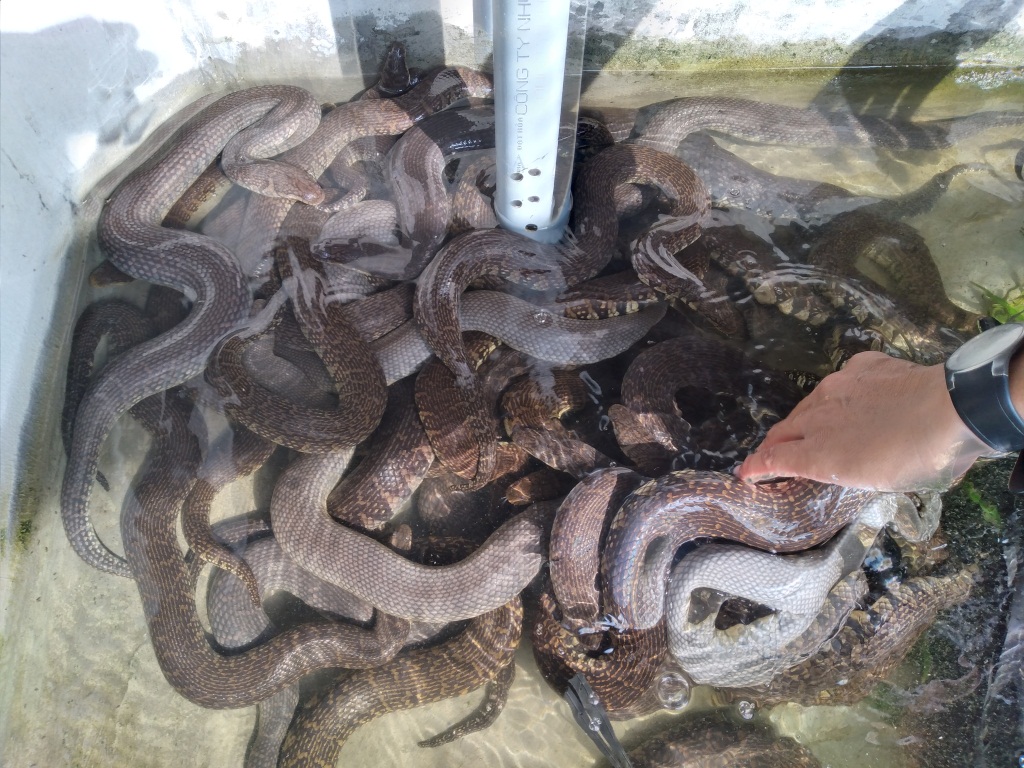 Nuôi cả trăm con rắn quấn nhau trong bể xi măng thu lãi lớn