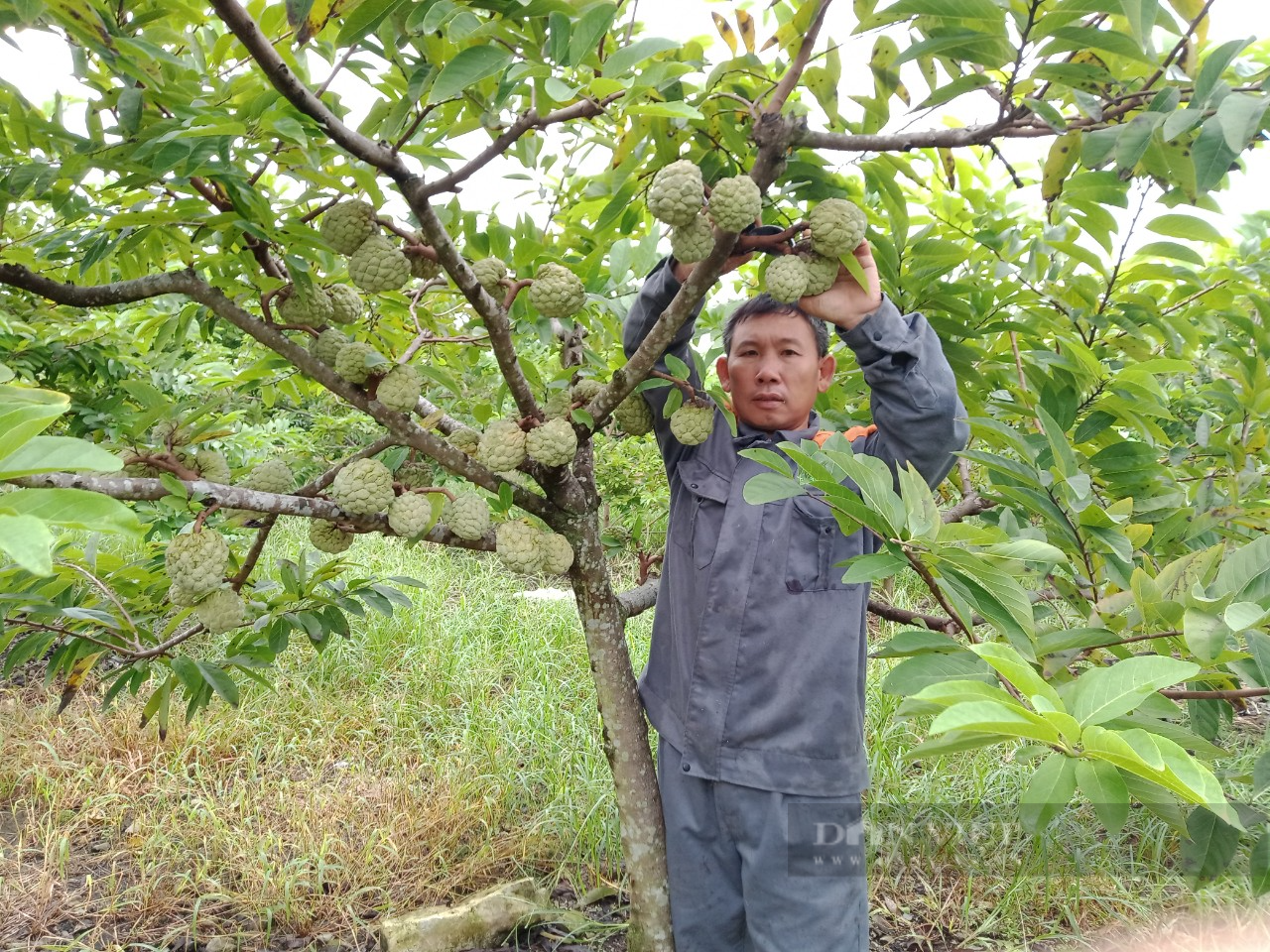 Ninh Bình: Bắt cây na ra quả trái vụ, bán được giá cao, nông dân ở đây mừng như trúng số - Ảnh 1.