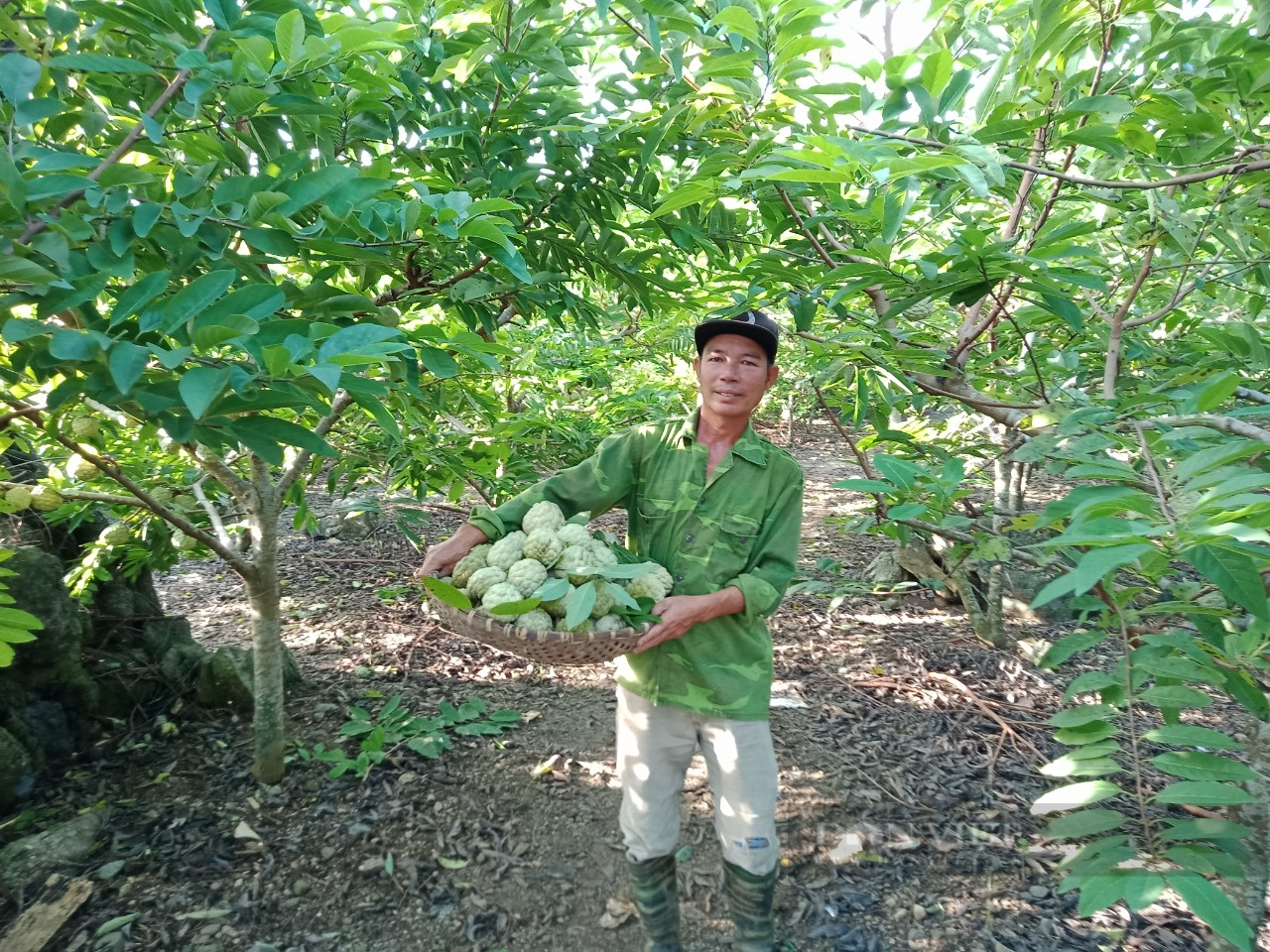 Ninh Bình: Bắt cây na ra quả trái vụ, bán được giá cao, nông dân ở đây mừng như trúng số - Ảnh 3.