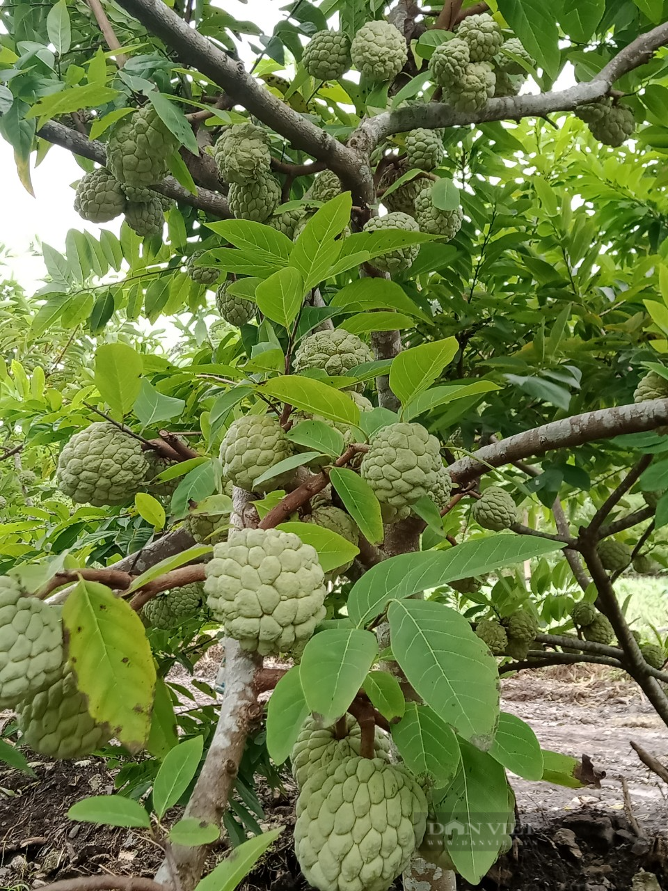 Ninh Bình: Bắt cây na ra quả trái vụ, bán được giá cao, nông dân ở đây mừng như trúng số - Ảnh 4.