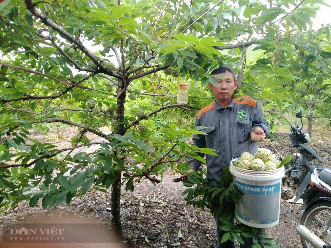 Ninh Bình: Bắt cây na ra quả trái vụ, bán được giá cao, nông dân ở đây mừng như trúng số - Ảnh 5.
