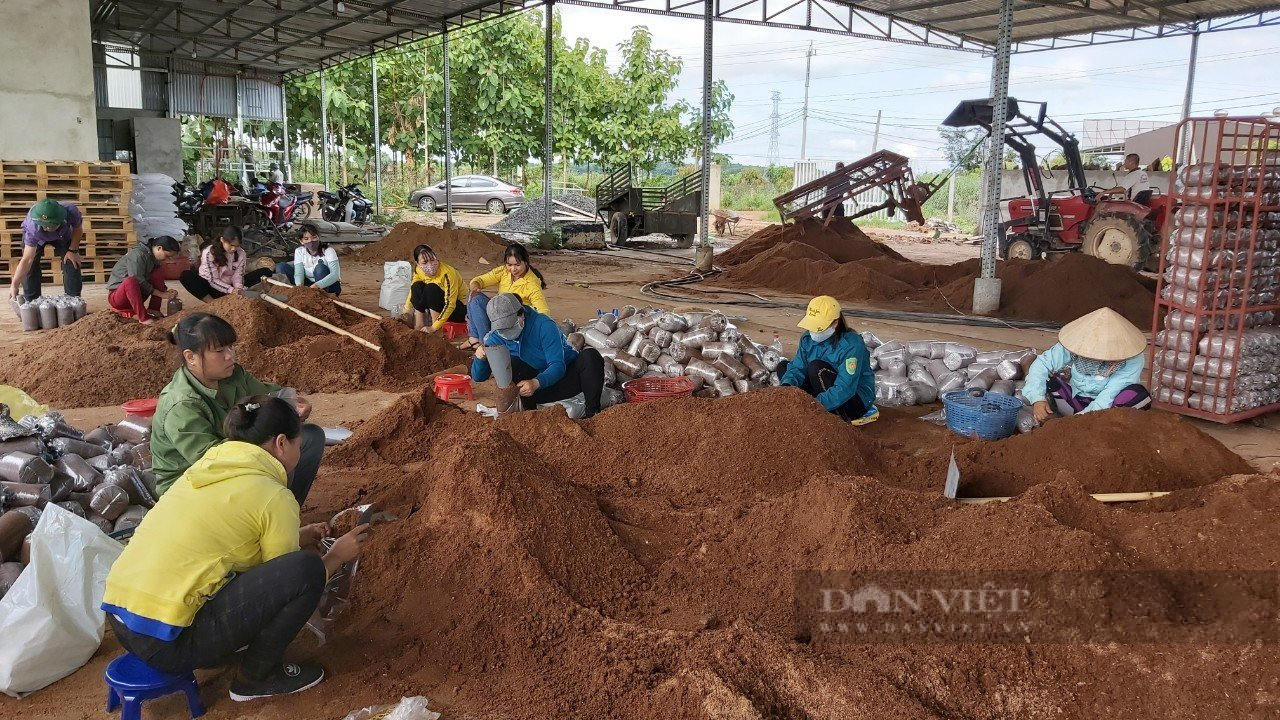 Đắk Nông: Vừa trồng nấm, vừa sản xuất điện mặt trời đem lại hiệu quả kinh tế cao - Ảnh 1.