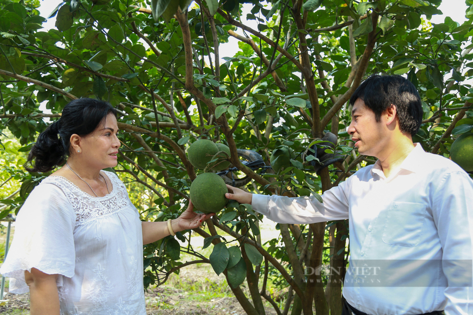 Hội Nông dân tỉnh Bình Dương xây dựng tổ chức Hội vững mạnh, giúp nông dân làm giàu - Ảnh 2.