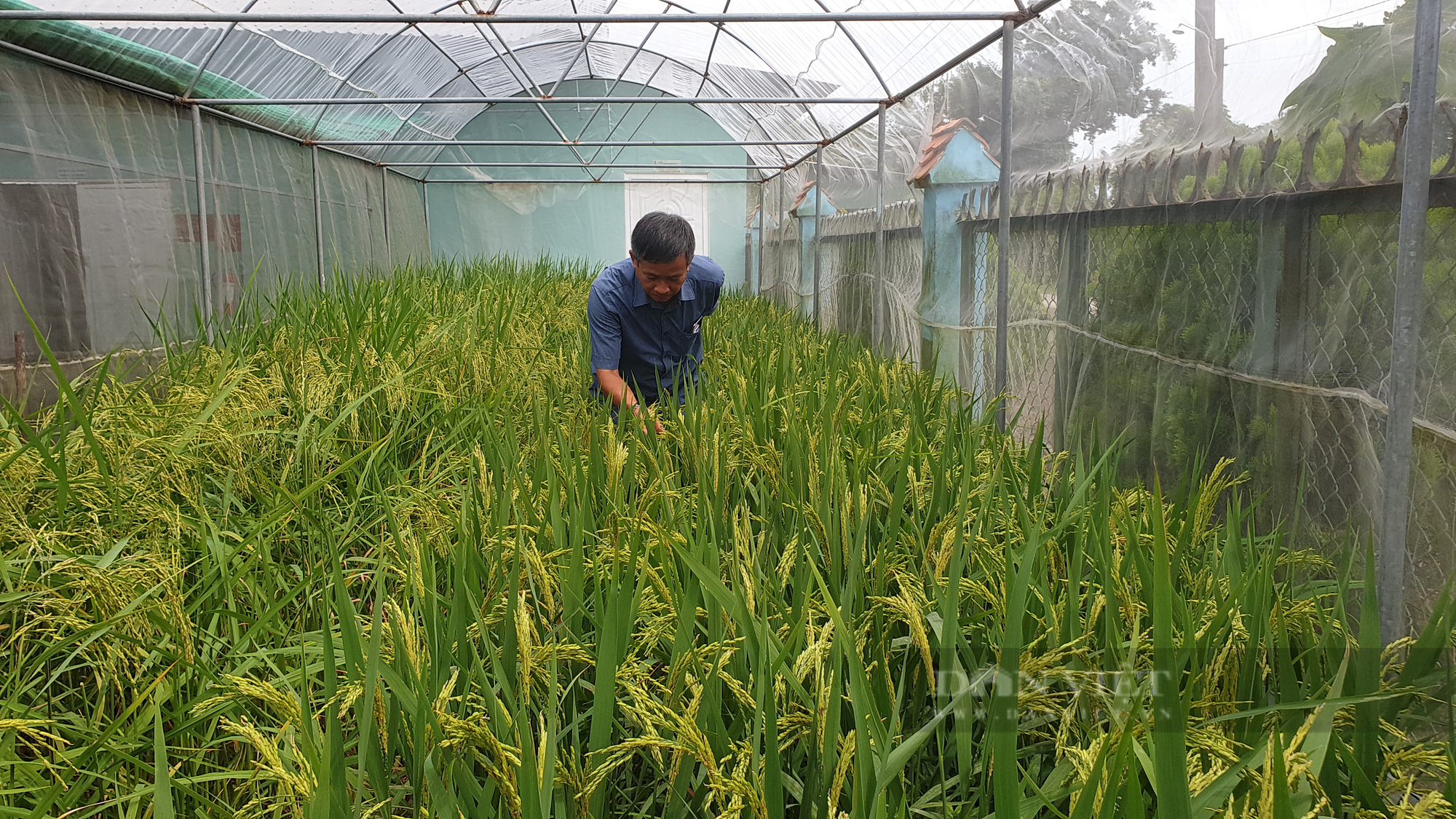 Nông dân xuất sắc 2021 ở Đồng Tháp là ông nông dân lai tạo giống lúa có dinh dưỡng rất cao - Ảnh 4.