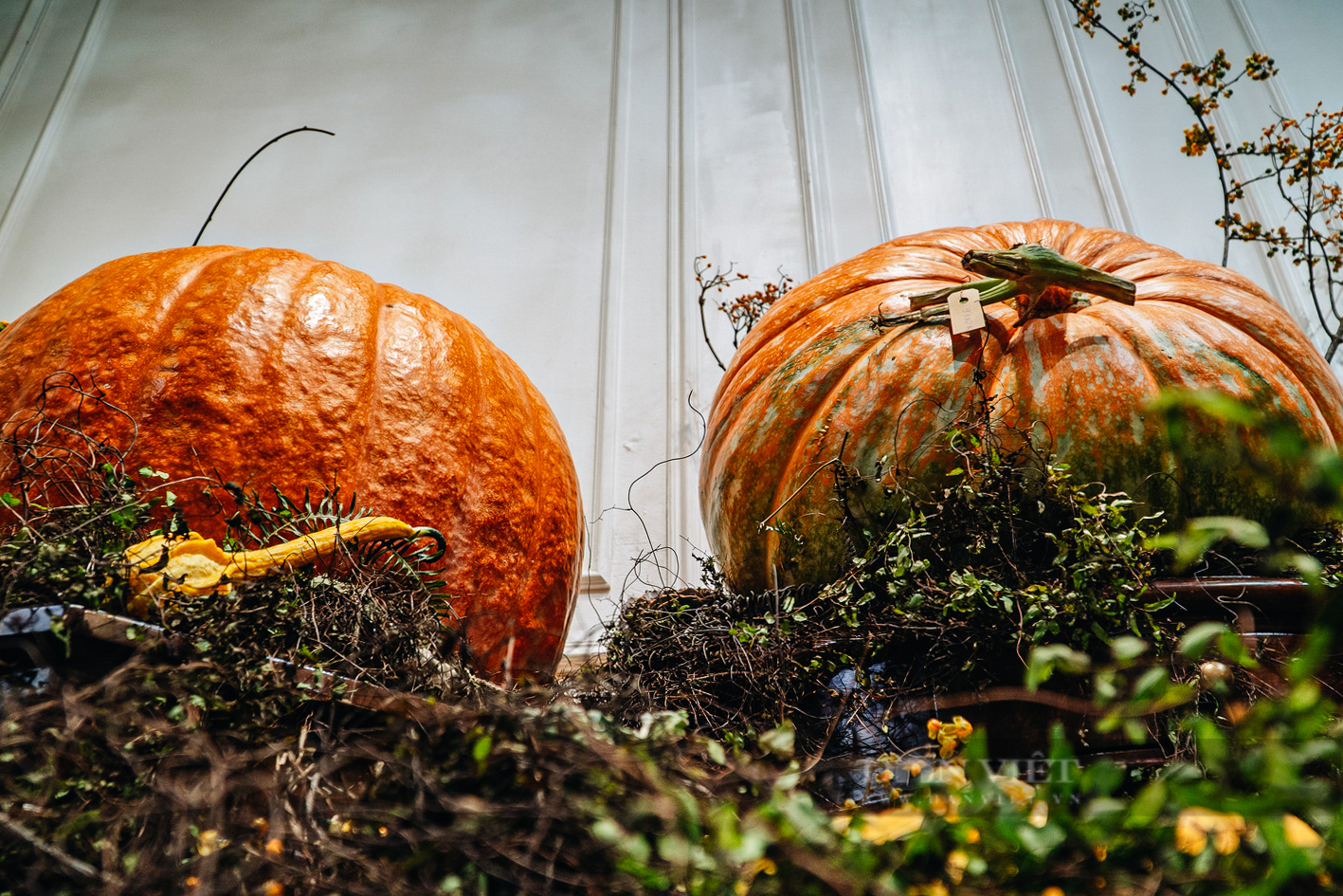 Người Hà Nội tìm mua bí ngô &quot;siêu khổng lồ&quot; để chơi Halloween với giá chục triệu đồng - Ảnh 5.