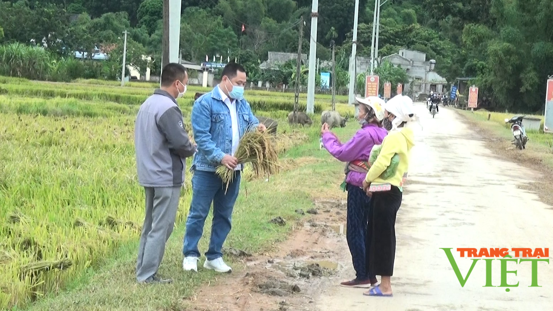 Nông thôn Tây Bắc: Huy Hạ vận động người dân không đốt rơm rạ sau khi thu hoạch lúa mùa - Ảnh 1.