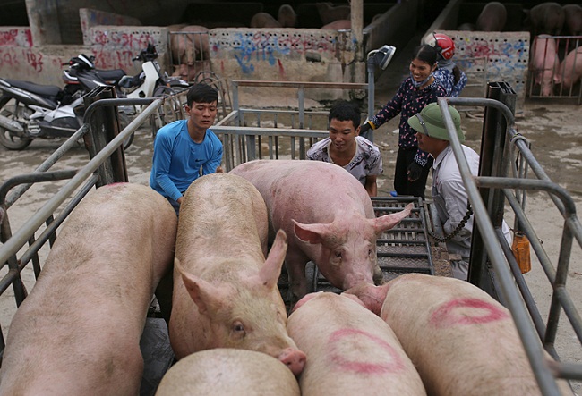 Giá nông sản hôm nay 28/10: Giá vàng đen sát ngưỡng 90.000 đồng/kg; heo hơi vẫn bật mạnh - Ảnh 1.