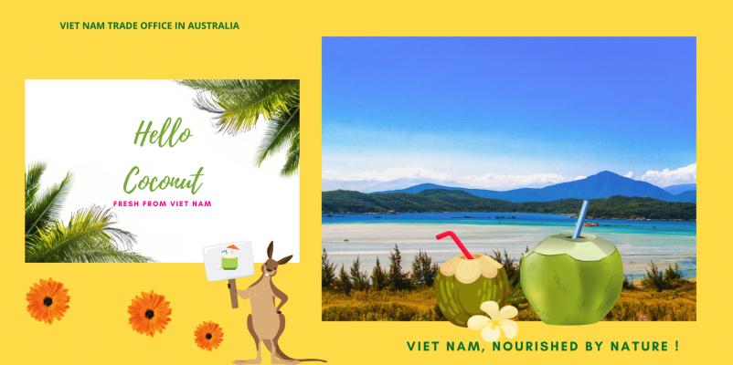 Lô dừa sáp Trà Vinh 1 tỷ đồng lần đầu được tiếp thị chính thức tại Úc, vừa bán đã hết veo - Ảnh 3.