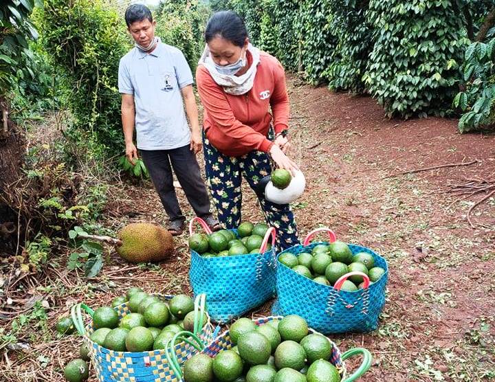 Vì sao trái bơ &quot;rớt hạng&quot;, trồng cây bơ năm nay mất mùa mà nhiều nông dân Đắk Lắk vẫn quyết giữ vườn bơ? - Ảnh 1.