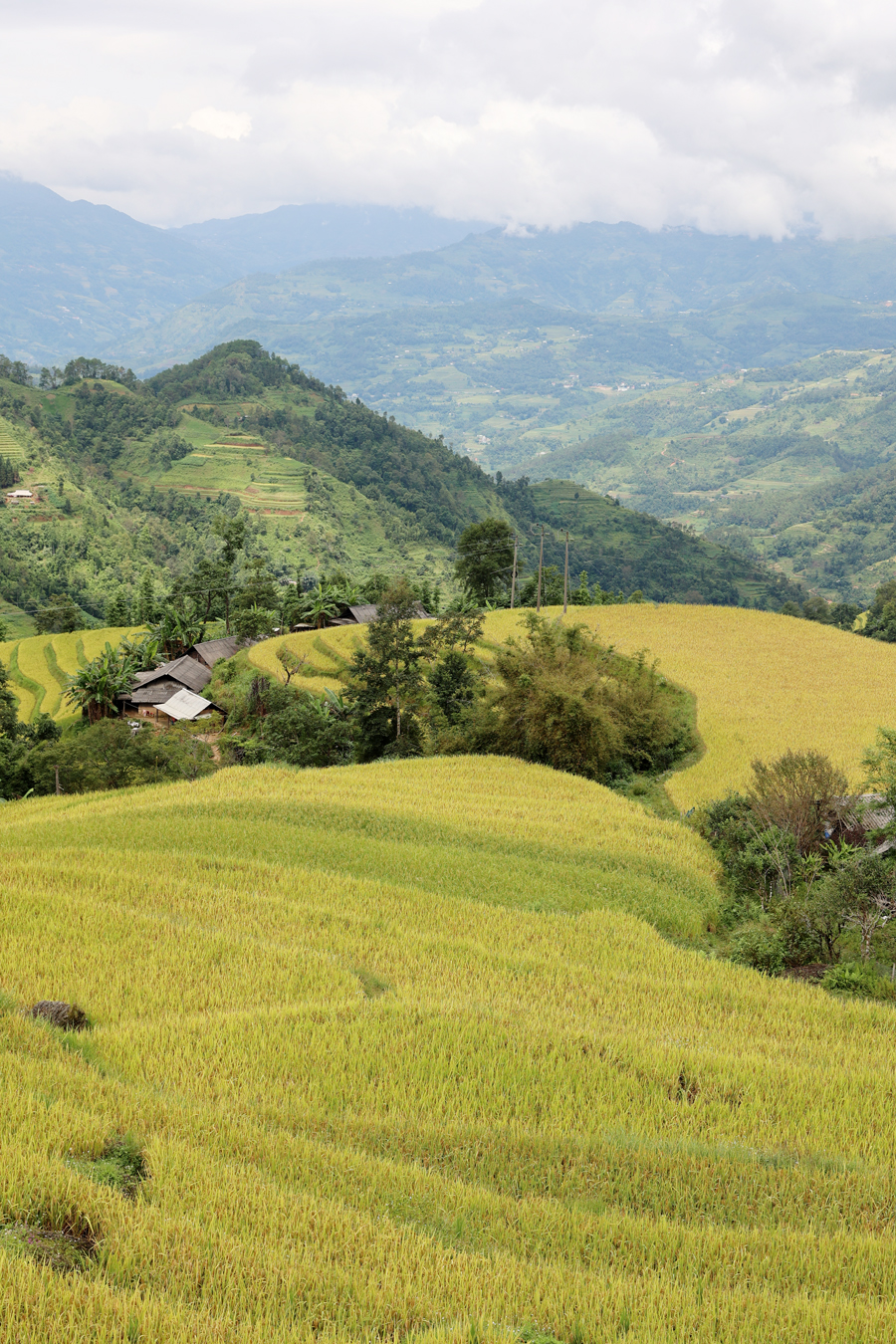 Hà Giang: Nuôi cá chép trên ruộng bậc thang, leo lên núi bất ngờ thấy dân lội ruộng bắt toàn cá to bự - Ảnh 1.