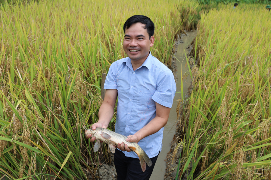 Hà Giang: Nuôi cá chép trên ruộng bậc thang, leo lên núi bất ngờ thấy dân lội ruộng bắt toàn cá to bự - Ảnh 5.