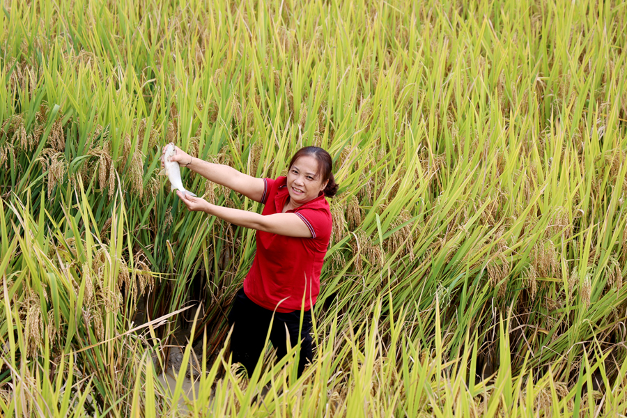 Hà Giang: Nuôi cá chép trên ruộng bậc thang, leo lên núi bất ngờ thấy dân lội ruộng bắt toàn cá to bự - Ảnh 6.