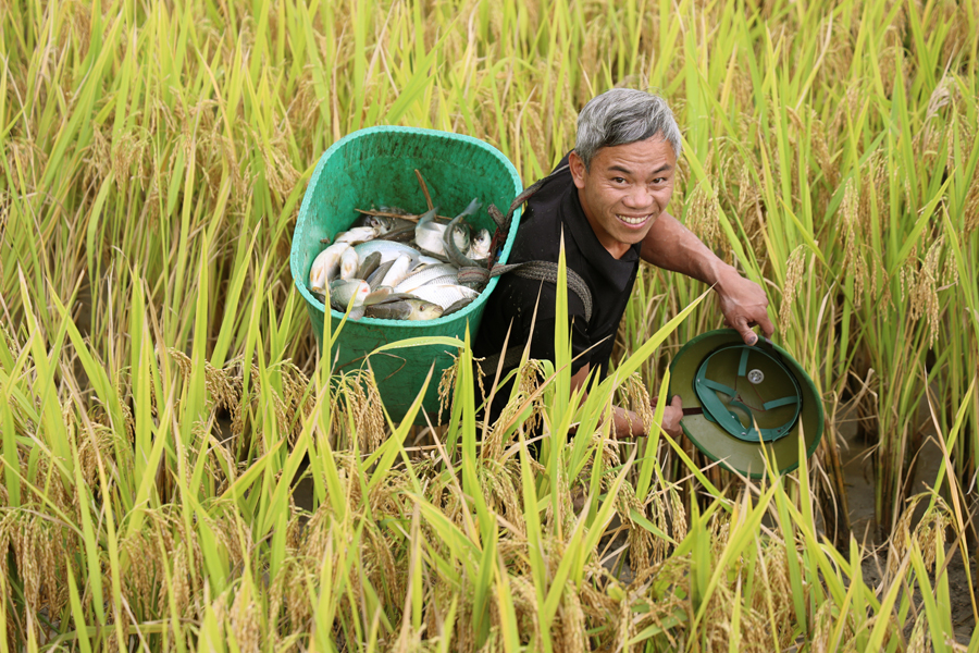 Hà Giang: Nuôi cá chép trên ruộng bậc thang, leo lên núi bất ngờ thấy dân lội ruộng bắt toàn cá to bự - Ảnh 8.