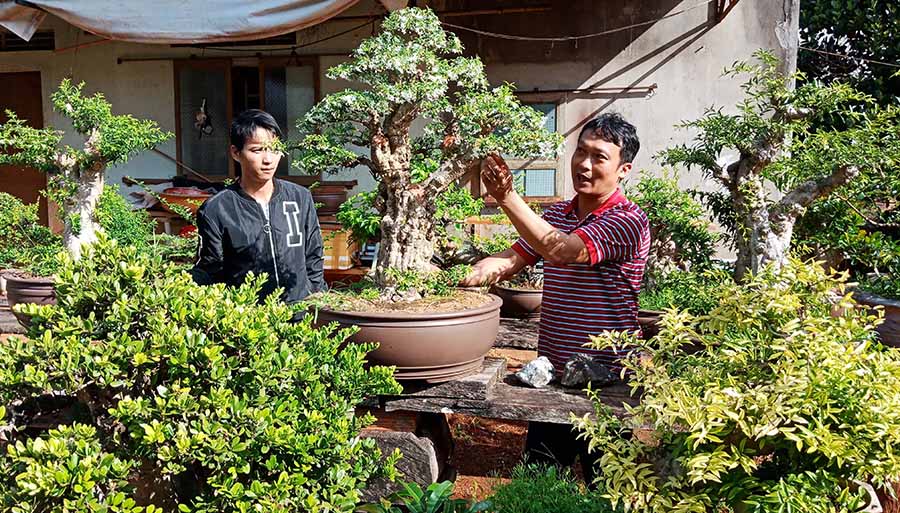 Gia Lai: Trồng cây cảnh mà trai làng phát tài, nhặt cây sung vứt ngoài đường mang về thành chăm &quot;cây vàng&quot; - Ảnh 1.