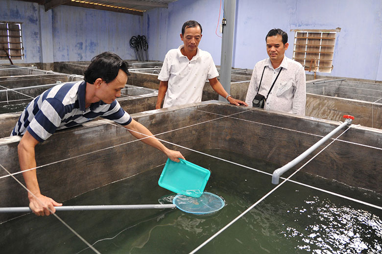 Tỉnh Phú Yên đang nuôi con đặc sản gì ở trong bể xi măng mà phơi khô bán 3-4 triệu đồng/kg? - Ảnh 1.