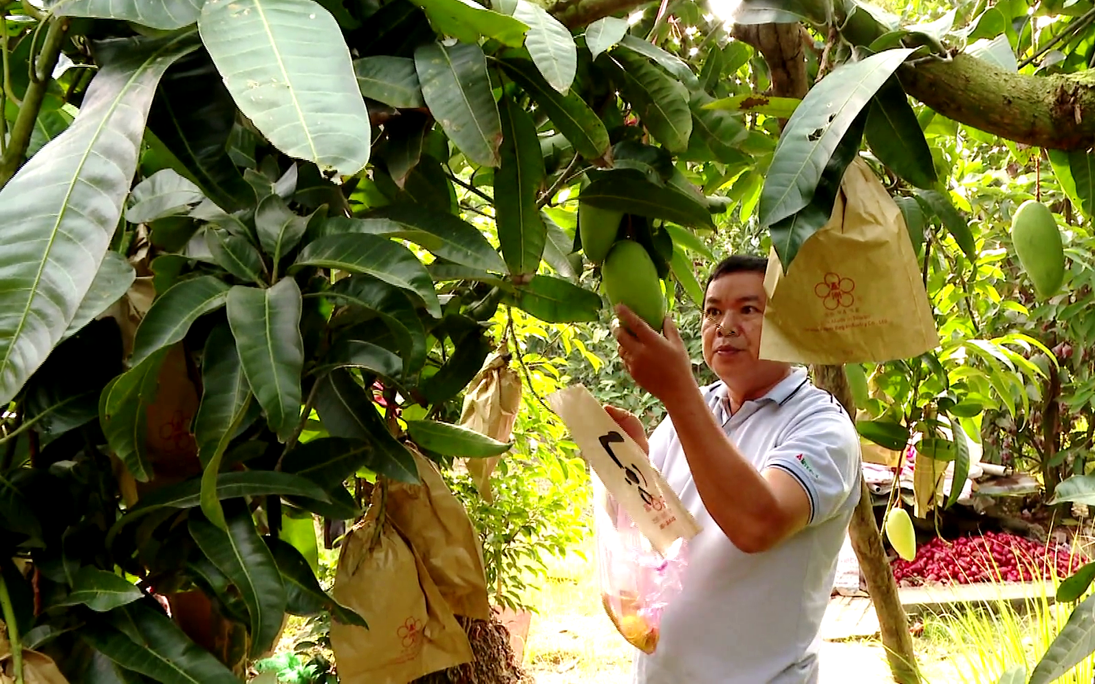 Tiền Giang: Phát hiện nhỏ này giúp ông nông dân trồng cây đặc sản có thu nhập lớn vào mùa Tết