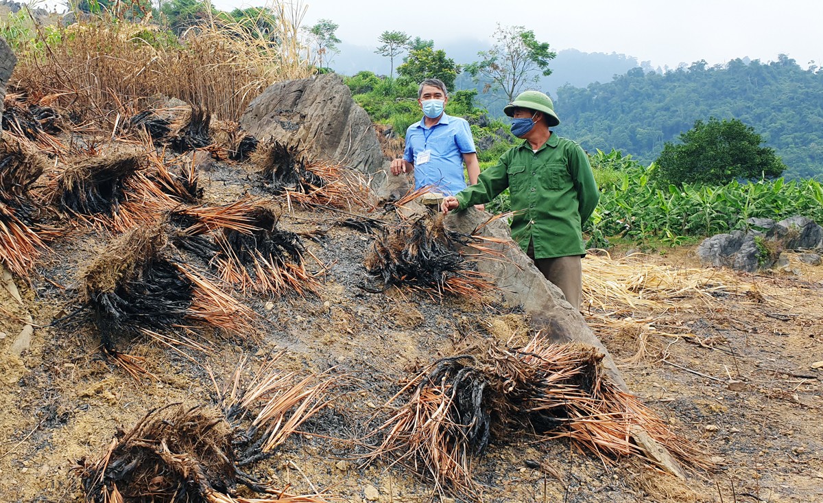 Lào Cai: Đến khổ, vì sao nông dân ở đây trồng sả bạt ngàn cả quả đồi rồi phải tự tay châm lửa đốt? - Ảnh 1.