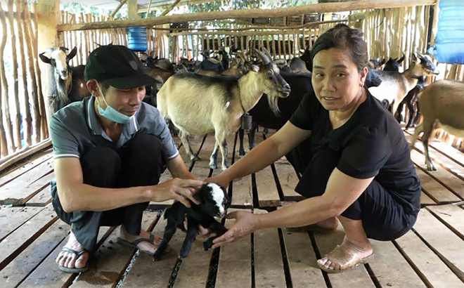 Yên Bái: Từ hai tay trắng, ông nông dân giàu nhất làng nhờ trồng quế 50ha, nuôi con đặc sản  - Ảnh 1.