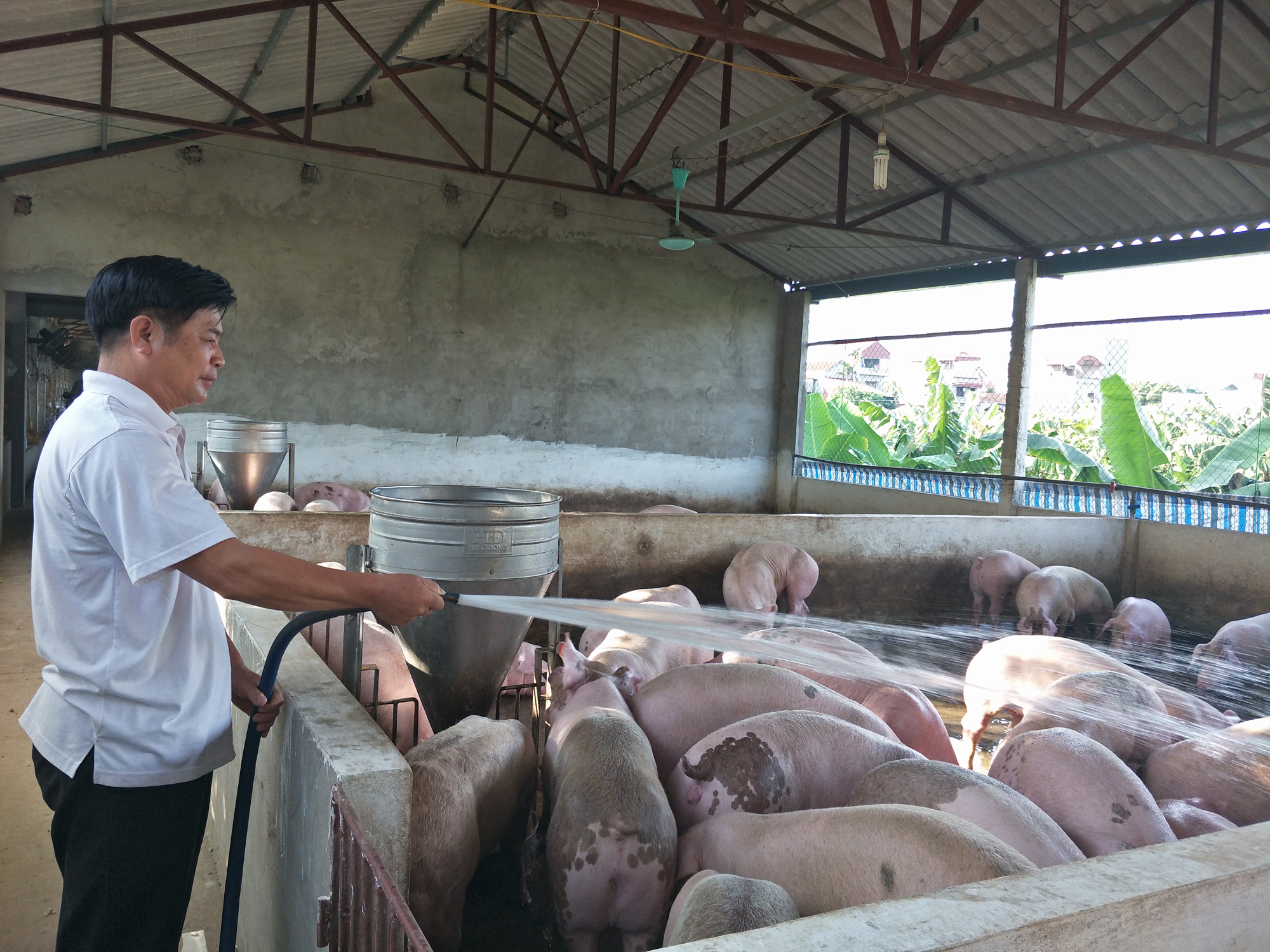 Lần đầu tiên xuất khẩu thịt bò chế biến sang Hàn Quốc nhờ xây dựng chuỗi, vùng an toàn dịch bệnh  - Ảnh 2.