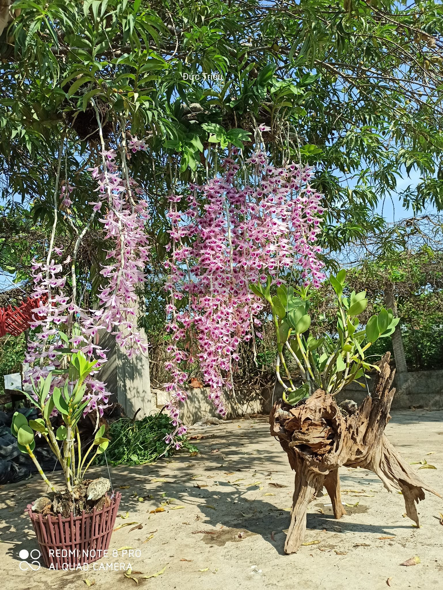 Cách trồng lan rừng vào chậu và bí quyết chăm lan phi điệp có suối hoa tím rịm cực đẹp của 9X Đắk Nông - Ảnh 4.