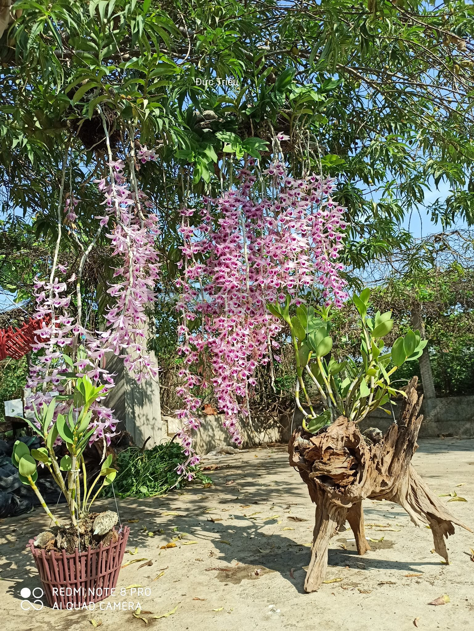 Cách trồng lan rừng vào chậu và bí quyết chăm phi điệp có suối hoa ...