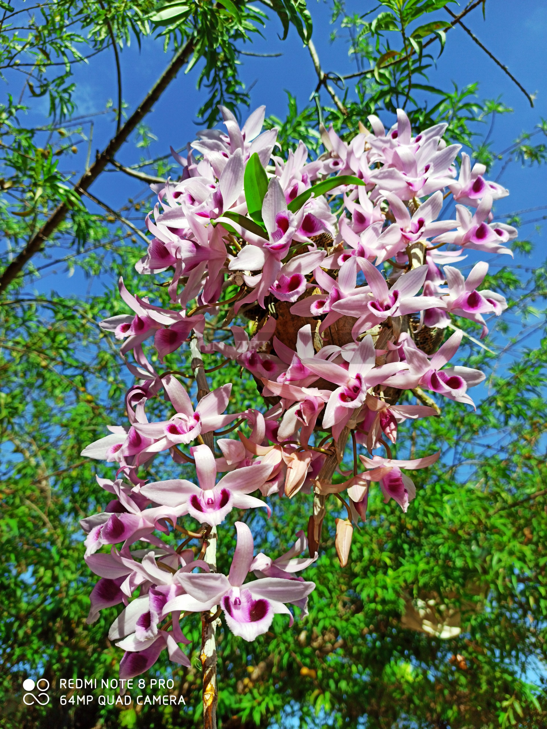 Cách trồng lan rừng vào chậu và bí quyết chăm lan phi điệp có suối hoa tím rịm cực đẹp của 9X Đắk Nông - Ảnh 7.