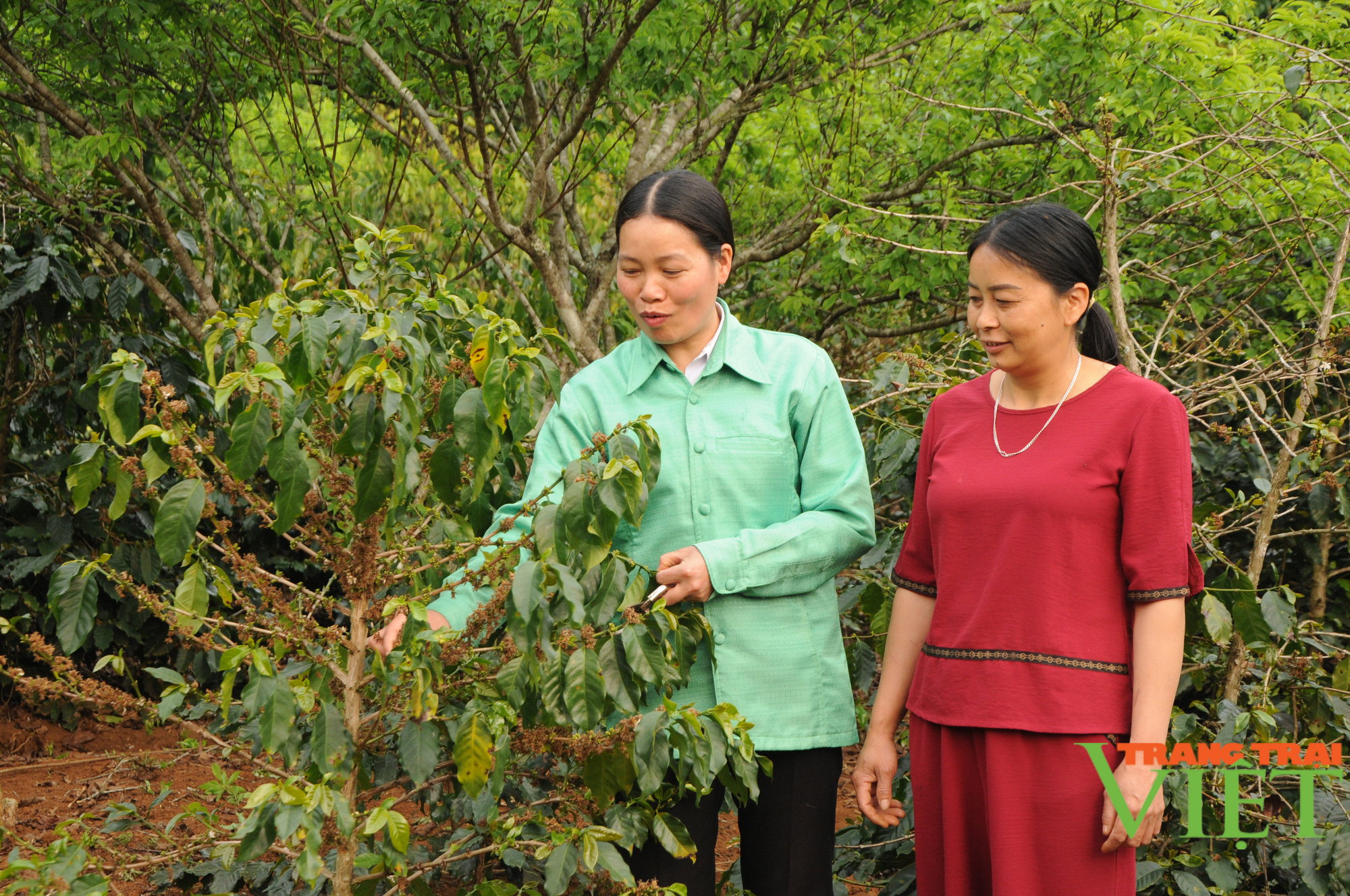 Hội Liên hiệp Phụ nữ tỉnh Sơn La: Hỗ trợ phụ nữ phát triển kinh tế, giảm nghèo bền vững - Ảnh 4.