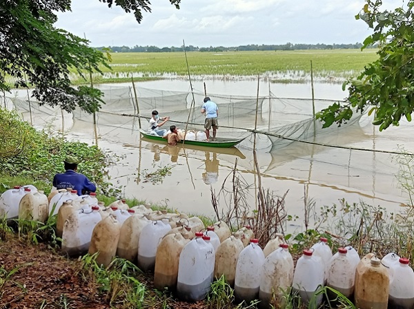 Mô hình nuôi ốc nhồi trên ruộng đất lãi 30 triệu đồngvụ  Aquaculture