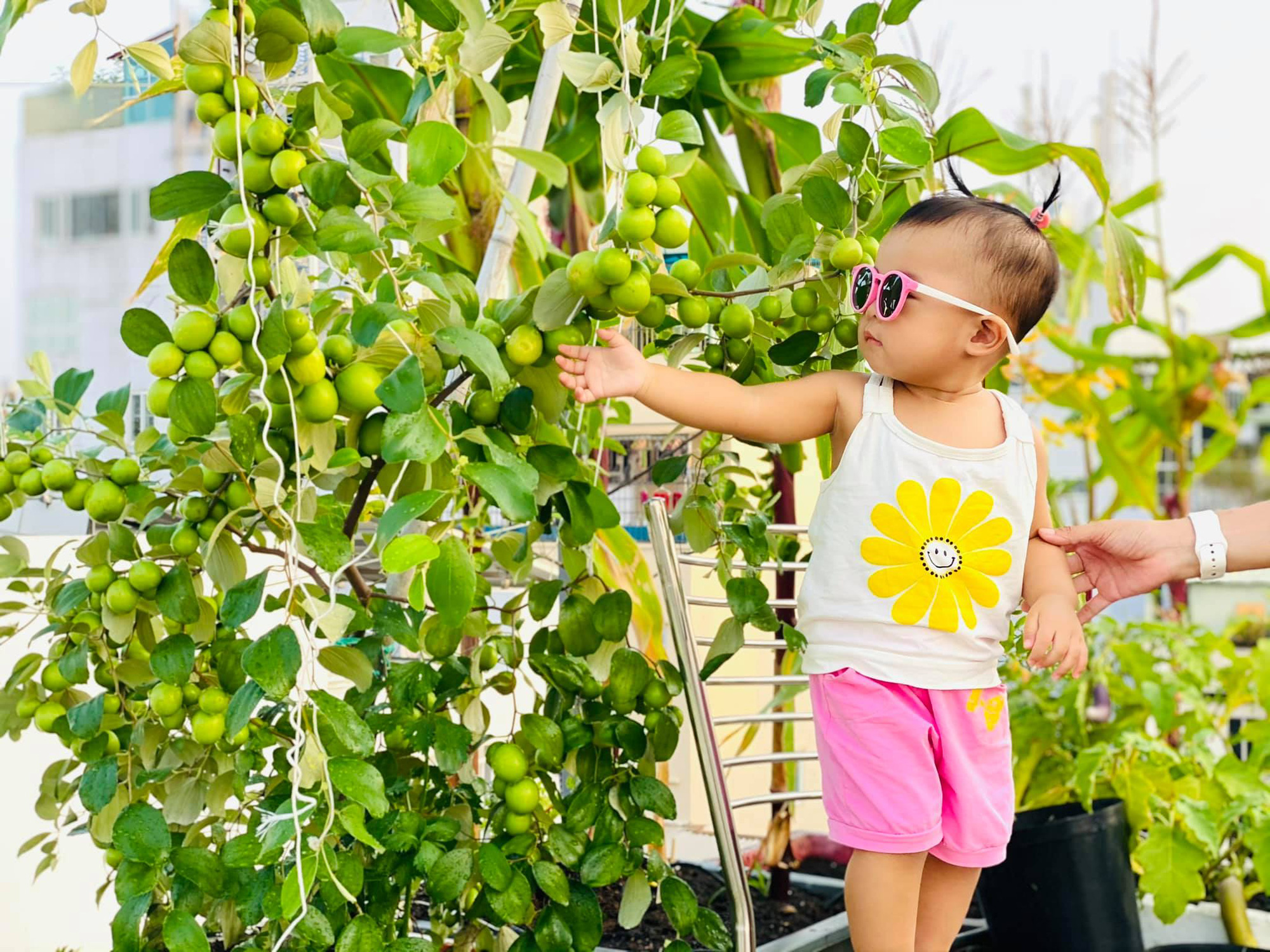 Bỏ túi kinh nghiệm trồng táo trên sân thượng "hái mỏi tay không hết" của mẹ đảm Sài Gòn - Ảnh 3.