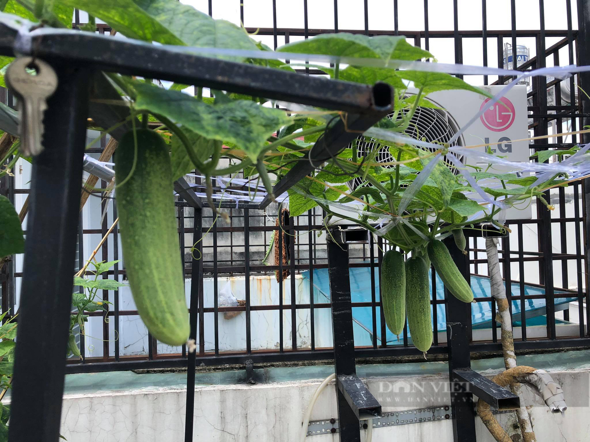 TP. Hồ Chí Minh: Mẹ đảm sở hữu vườn rau sân thượng 100m2, sống khỏe giữa mùa dịch Covid-19 - Ảnh 6.
