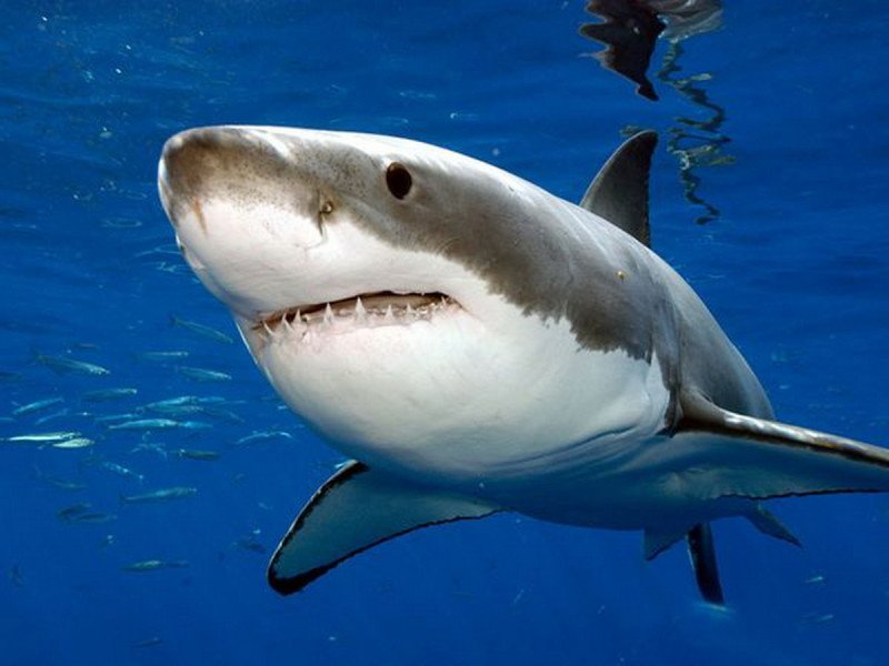Quái vật biển nào khiến cho cá mập khổng lồ nhìn thấy là bỏ chạy? - Ảnh 2.