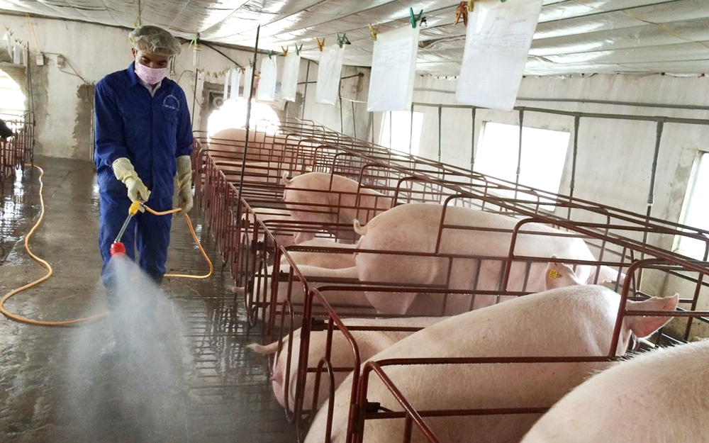 Giá lợn hơi giảm, cộng thêm dịch tả lợn châu Phi tái phát, người chăn nuôi khó chồng khó