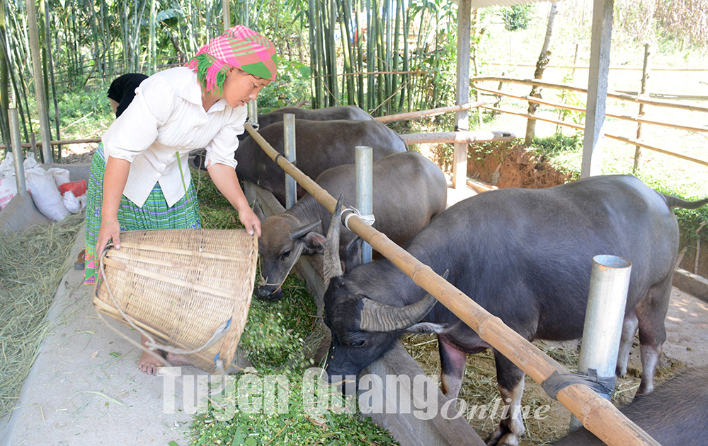 Tuyên Quang: Nuôi trâu vỗ béo, mỗi tháng tăng trọng 15kg, cứ bán 1 lứa nông dân thu 100 triệu - Ảnh 1.