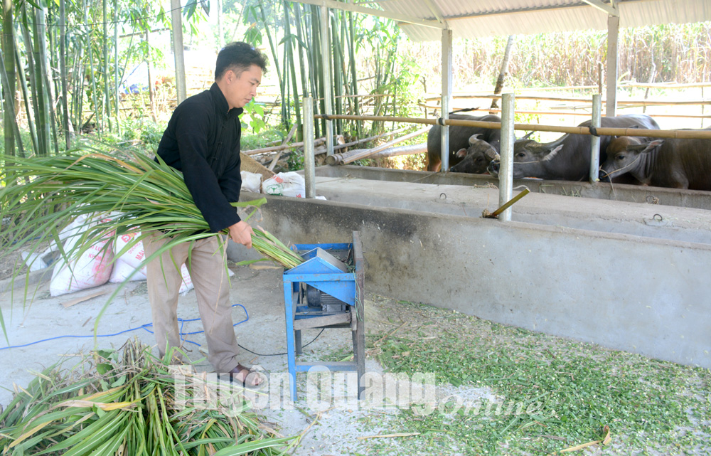 Tuyên Quang: Nuôi trâu vỗ béo, mỗi tháng tăng trọng 15kg, cứ bán 1 lứa nông dân thu 100 triệu - Ảnh 3.