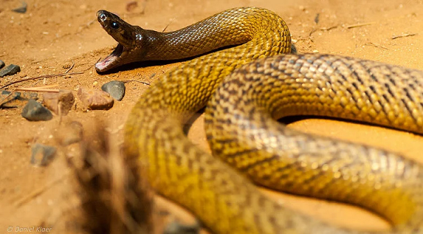 7 loài rắn độc nhất thế gian, trong đó số 2 ở Việt Nam rất nhiều - Ảnh 1.
