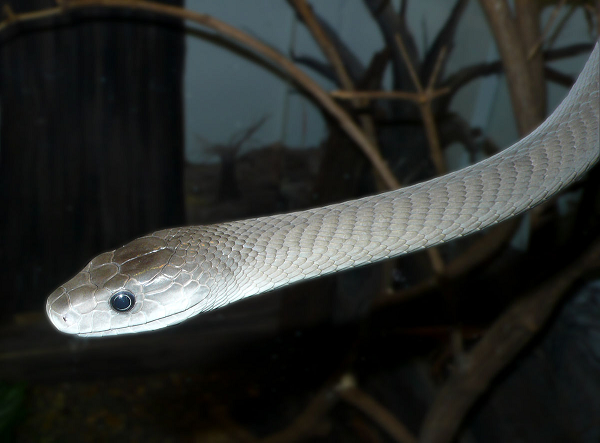 7 loài rắn độc nhất thế gian, trong đó số 2 ở Việt Nam rất nhiều - Ảnh 10.