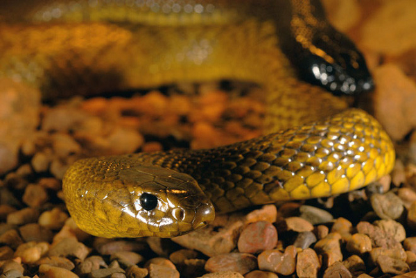 7 loài rắn độc nhất thế gian, trong đó số 2 ở Việt Nam rất nhiều - Ảnh 2.