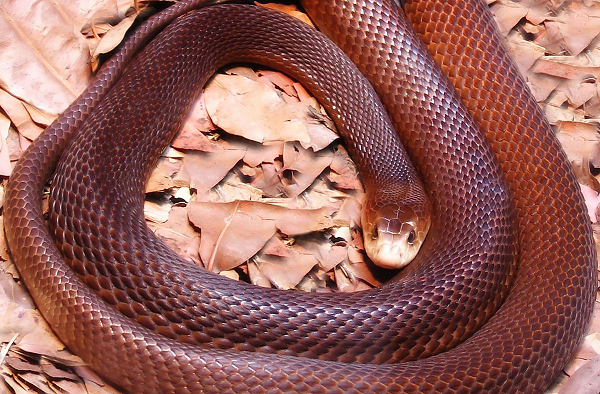 7 loài rắn độc nhất thế gian, trong đó số 2 ở Việt Nam rất nhiều - Ảnh 3.